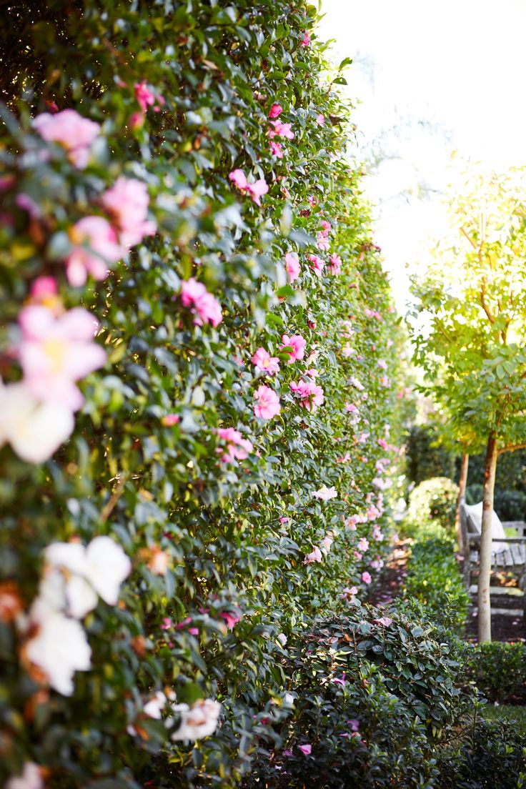 Camellia Sasanqua 'Wahroonga'