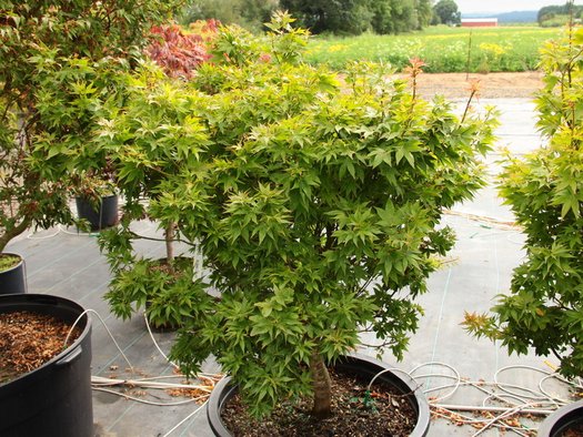 Acer palmatum 'Ryuzu' (Ryuzu Dwarf Japanese Maple)