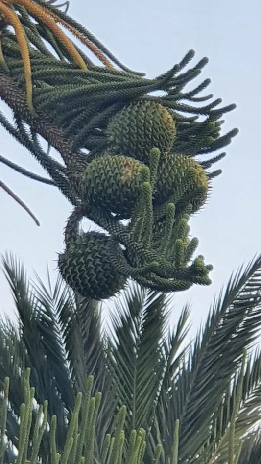 Araucaria Columnaris (Cook Pine)