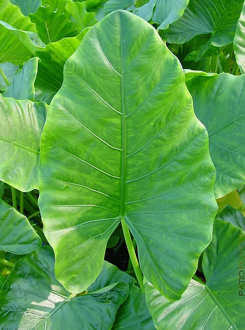 Alocasia Macrorrhizos (Giant Taro)