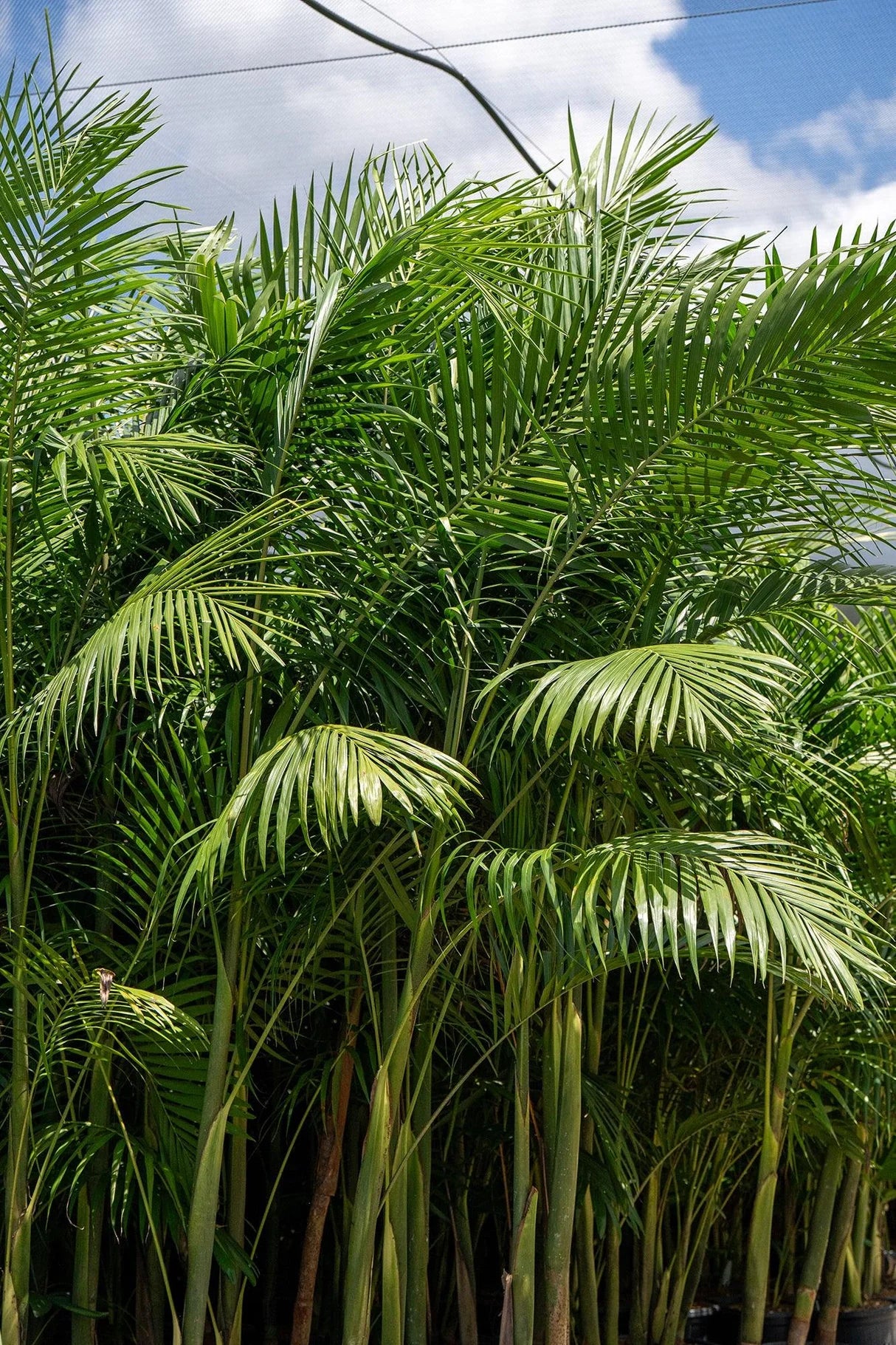 Archontophoenix Cunninghamiana (Bungalow Palm)