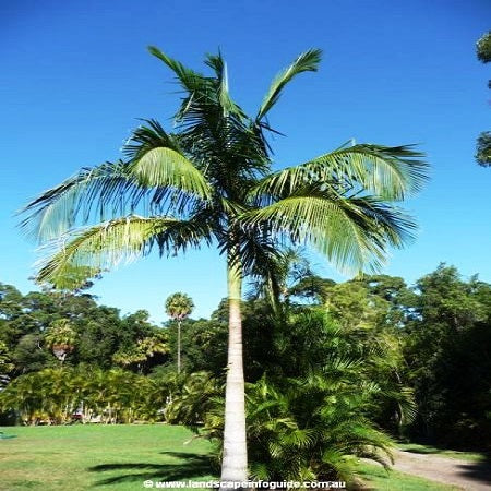 Archontophoenix Cunninghamiana (Bungalow Palm)