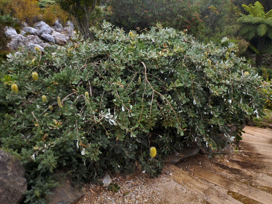 Banksia integrifolia 'Roller Coaster' (Roller Coaster Banksia)