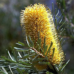 Banksia Marginata (Silver Banksia)