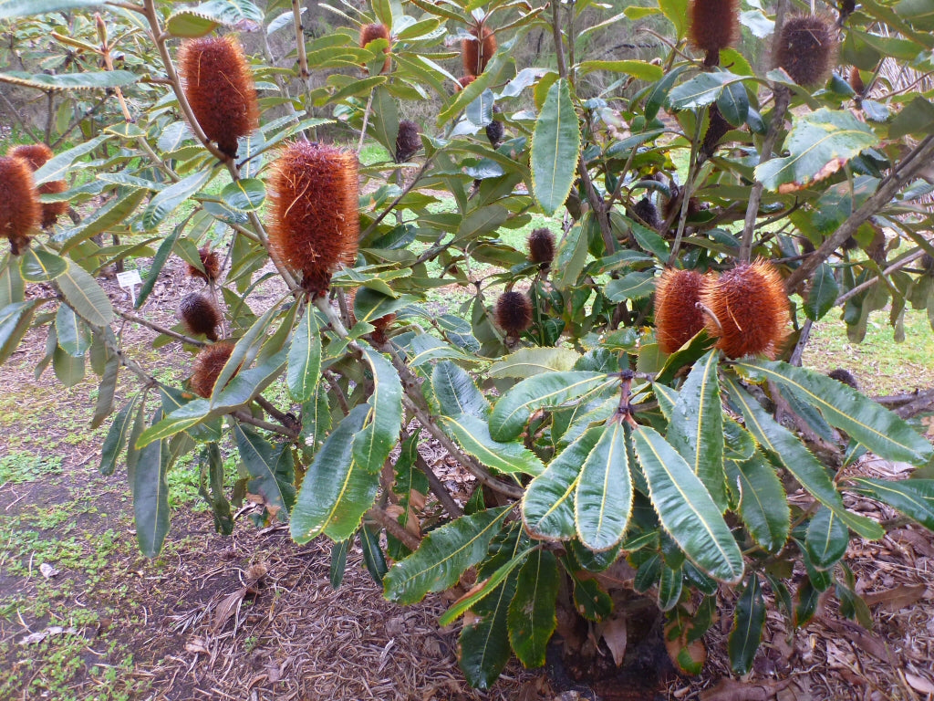 Banksia Robur (Swamp Banksia)