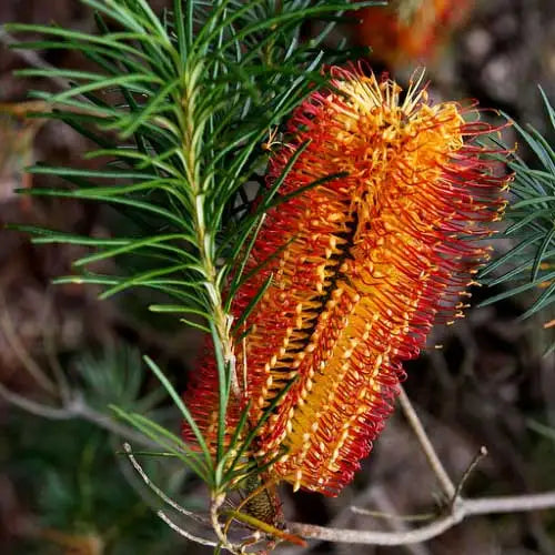 Banksia Spinulosa (Hairpin Banksia)