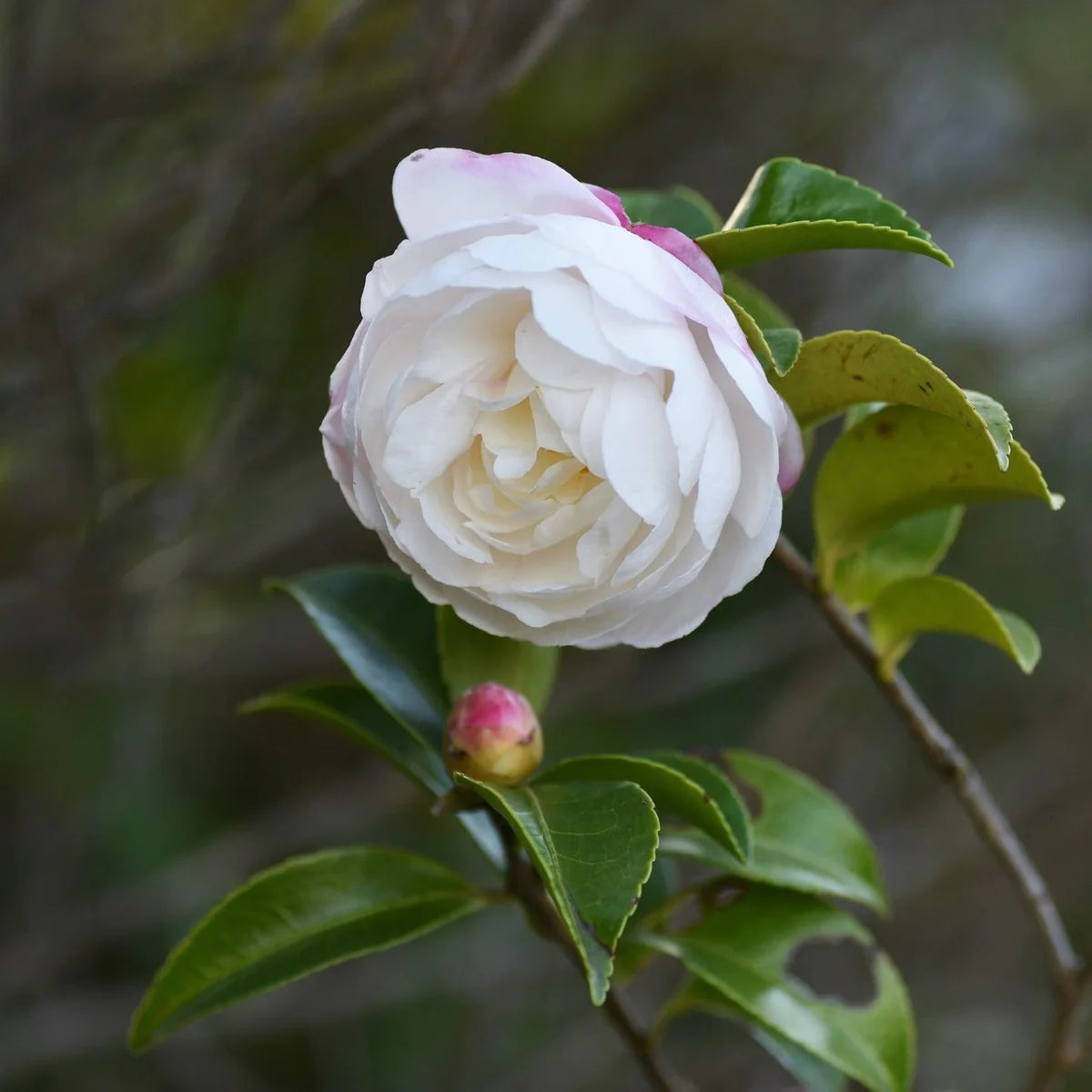 Camellia Sasanqua 'Beatrice Emily'