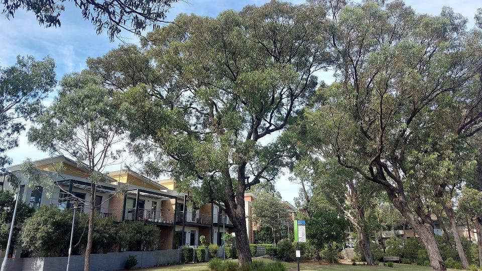 Eucalyptus fibrosa (Broad Leafed Red Ironbark)