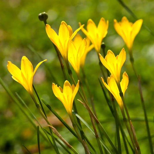 Zephyranthes flavissima (Yellow Rain Lily)