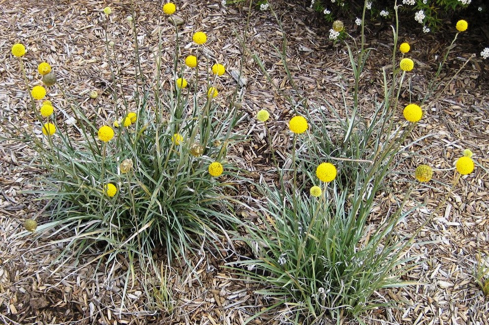 Pycnosorus Globosus (Billy Buttons)