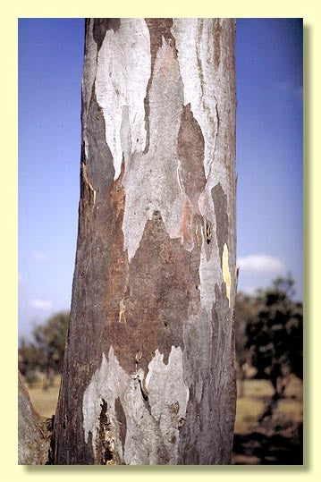 Eucalyptus Blakelyi (Blakely's Red Gum)