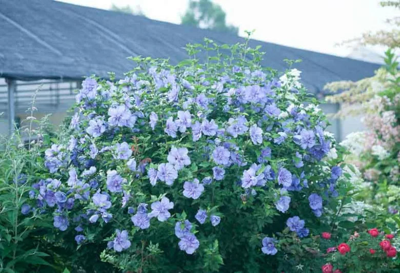 Hibiscus Syriacus 'Single Blue' (Rose of Sharon Single Blue)