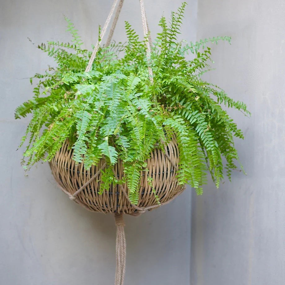 Nephrolepis Exaltata (Boston Fern)