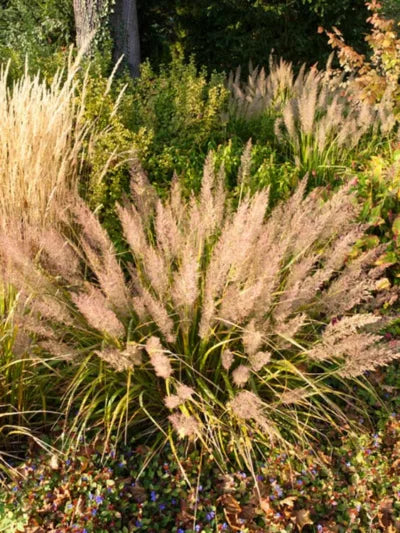 Calamagrostis Brachytricha (Korean Feather Grass)