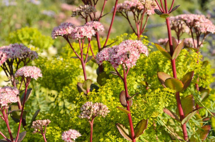 Sedum Matrona (Stonecrop Matrona)