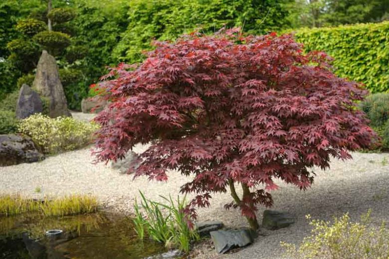 Acer Palmatum 'Bloodgood' (Bloodgood Japanese Maple)