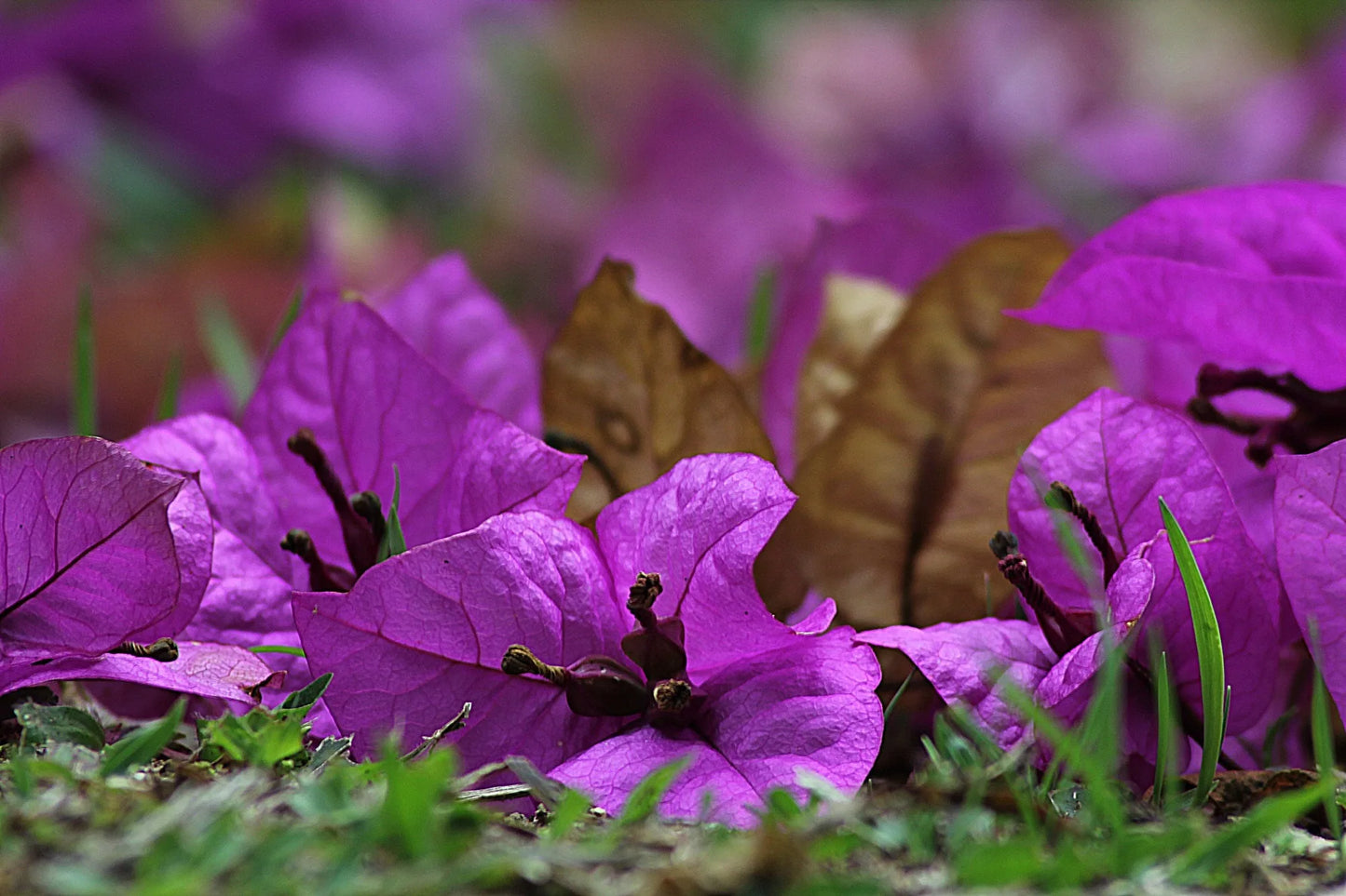 Bougainvillea Glabra (Gloucester Royal)