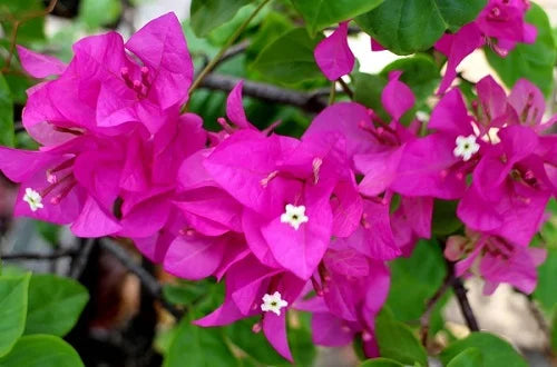 Bougainvillea Glabra (Lolita)