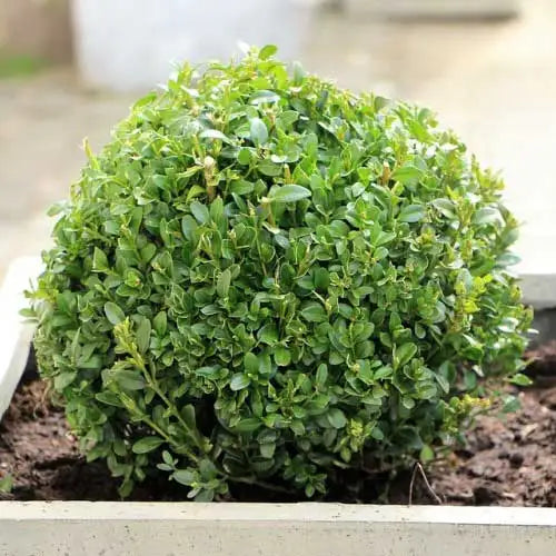 Buxus Microphylla (Japanese Box)