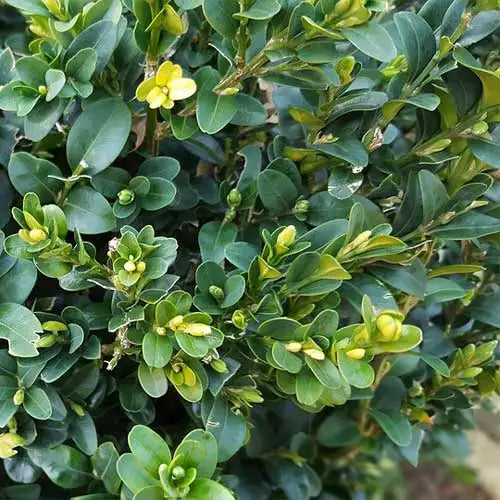 Buxus Sempervirens (Common Box)