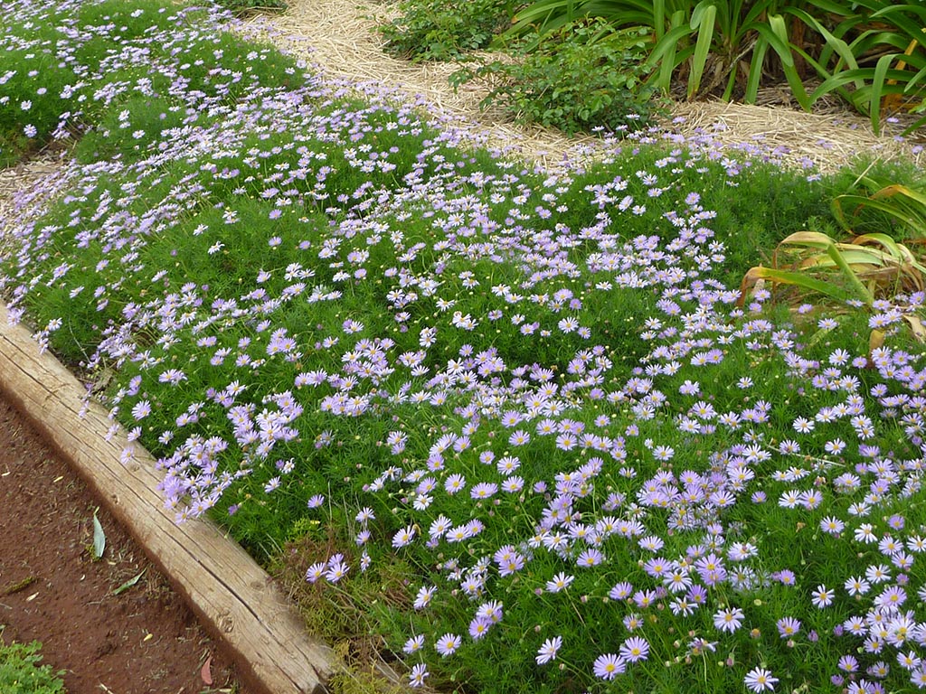 Brachyscome Multifida (Cut-Leaf Daisy)