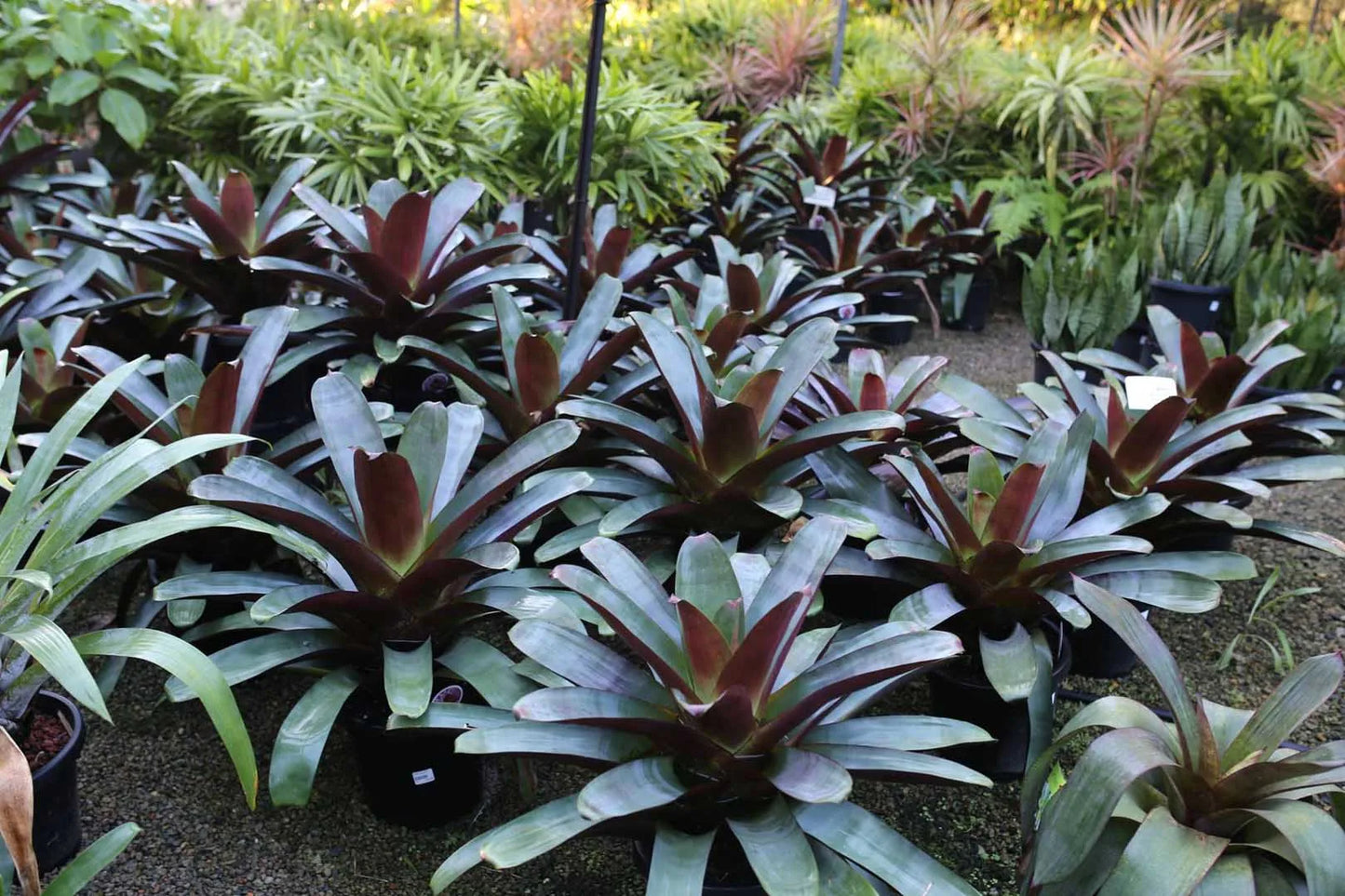 Alcantarea Imperialis 'Silver Plum' (Bromeliad)