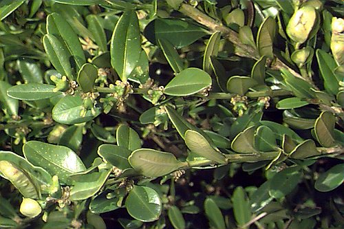 Buxus Microphylla 'Micro' (Dwarf Japanese Box)