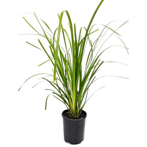 Lomandra hystrix in a pot, ready for sale at Nursery Warehouse, showcasing its robust growth and striking green leaves, ideal for landscaping projects.
