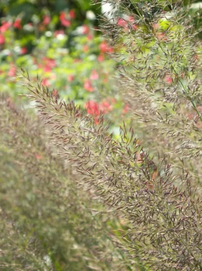 Calamagrostis Brachytricha (Korean Feather Grass)