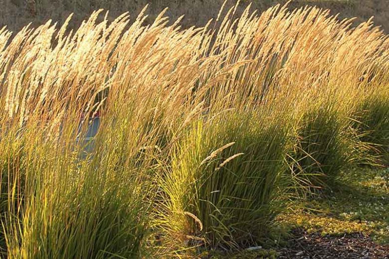 Calamagrostis Karl Foerster (Karl Foerster Feather Reed Grass)