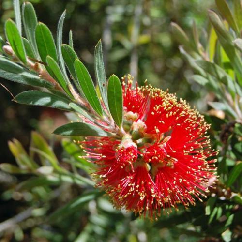 Callistemon 'Rocky Rambler' (Rocky Rambler Bottlebrush)