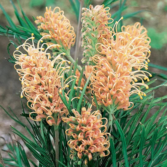 Grevillea 'Caloundra Gem'