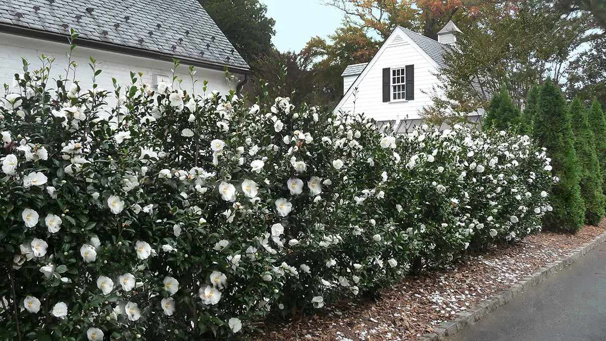 Camellia Setsugekka (Setsugekka Camellia)