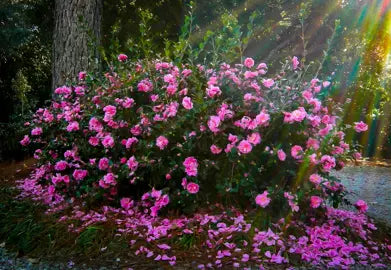 Camellia Sasanqua 'Sparkling Burgundy'