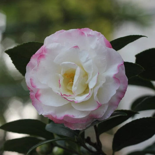 Camellia Sasanqua 'Beatrice Emily'