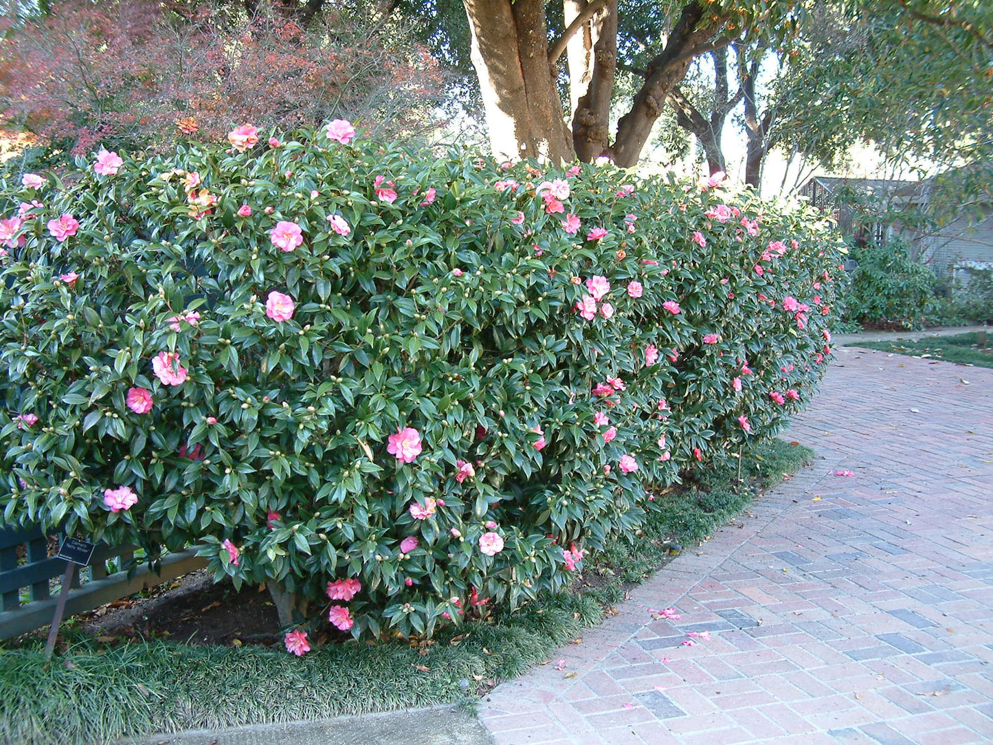 Camellia Sasanqua 'Jean May' (Jean May Camellia)