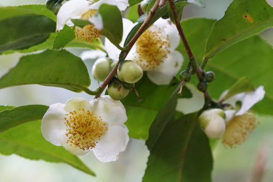 Camellia Sinensis (Camellia Tea Plant)