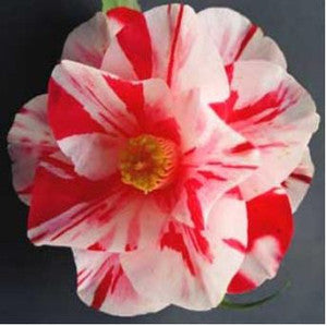 Camellia Japonica 'Great Western'