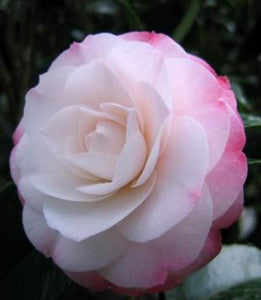 Camellia Japonica 'Great Western'