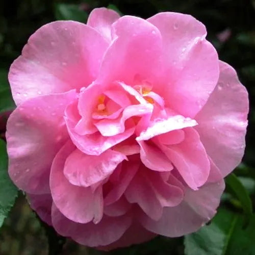 Camellia Sasanqua 'Jennifer Susan' (Jennifer Sasanqua Camellia)