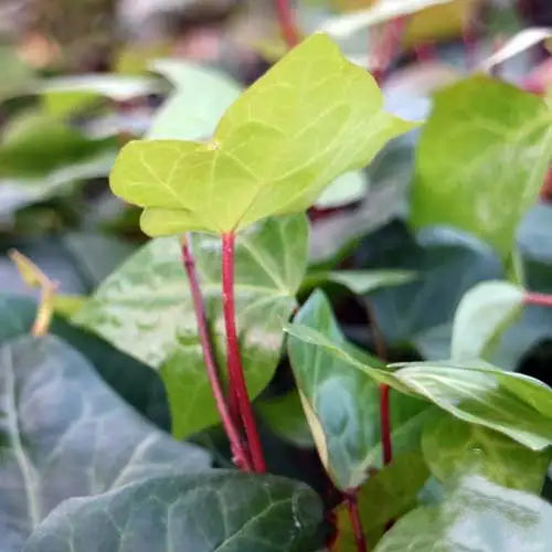 Close-up of Hedera Canariensis (Canary Ivy) foliage showing detailed leaf texture.
