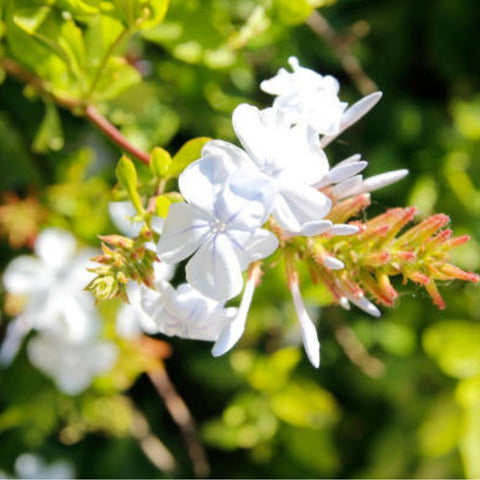 Plumbago Auriculata (White Cape Leadwort)