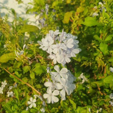 Plumbago Auriculata (White Cape Leadwort)