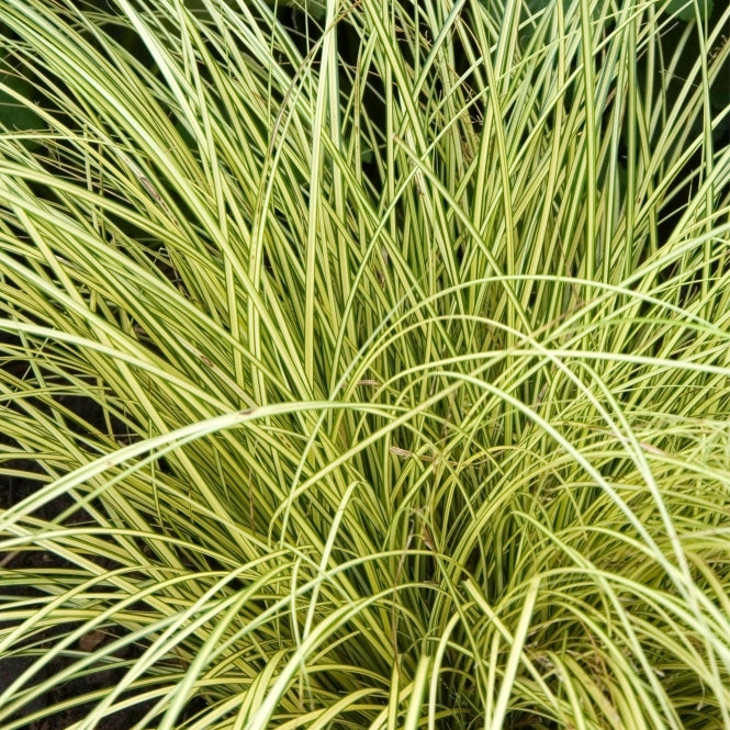 Carex Brunnea (Brown Sedge)