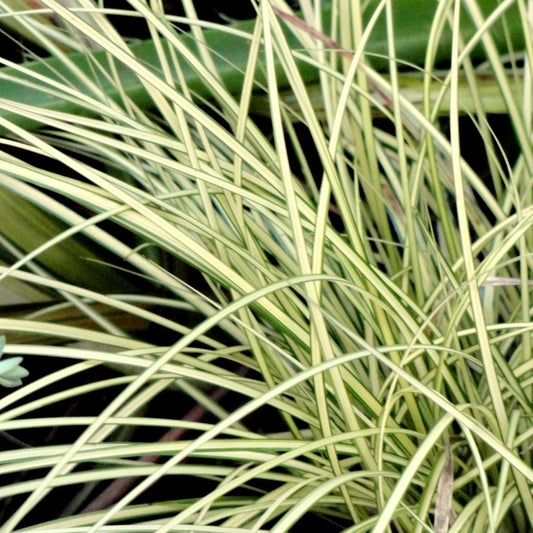 Carex Brunnea (Brown Sedge)