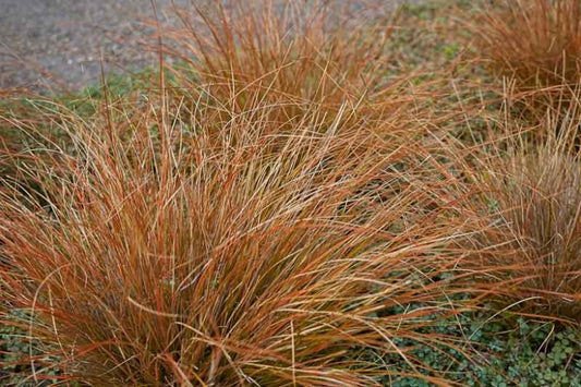 Carex Buchananii (Copper Sedge)