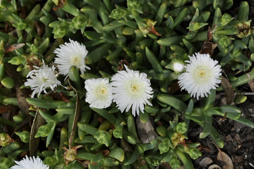 Mesembryanthemum crystallinum (White Sun)