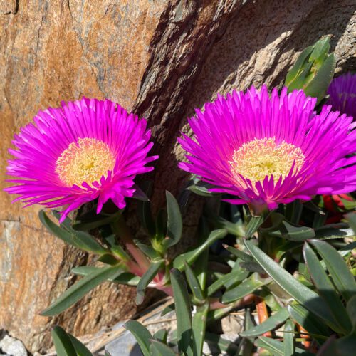 Carpobrotus Rossii (Pink Carpobrotus)