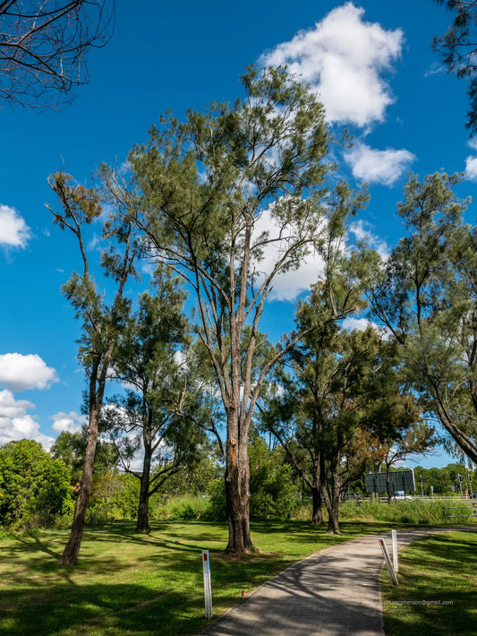 Casuarina Cunninghamiana (River She-Oak)