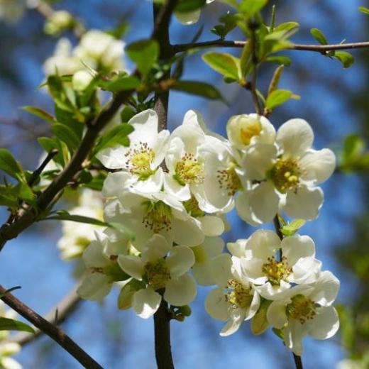 Chaenomeles (White Flowering Quince)